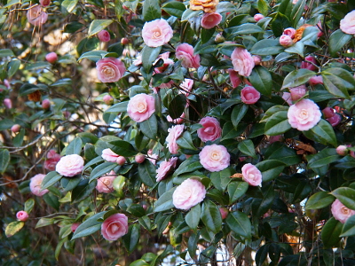 [A profusion of all pink flowers amid green leaves.]